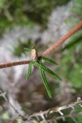 Gleichenia dicarpa. Group B. Proximally-branched accessory leaflets around rachis bud. 
 Image: L.R. Perrie © Leon Perrie 2014 CC BY-NC 3.0 NZ